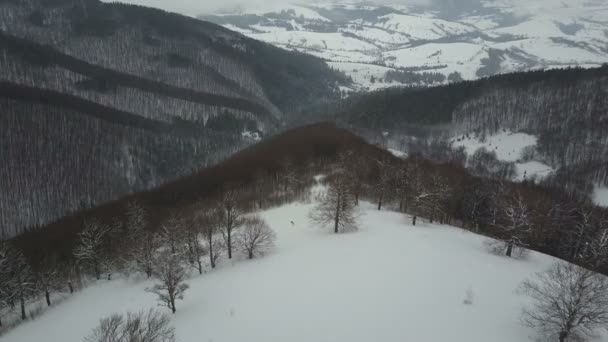 A légi felvétel a snowboardos csökkenő a hegygerinc fák között. Madártávlat felett fehér hó, extrém téli sport, Freeride. — Stock videók