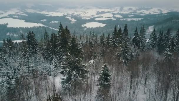 Vista aerea delle montagne invernali, prato alpino. Colline ricoperte di enormi pini e cime innevate all'orizzonte. Bellezza della fauna selvatica . — Video Stock