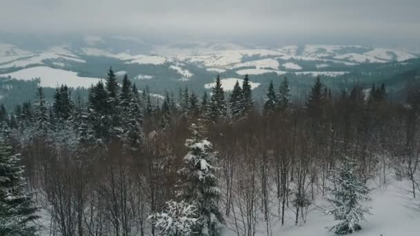 冬の山の空撮は、松の木で覆われています。雪の日、野生動物の美しさに山. — ストック動画