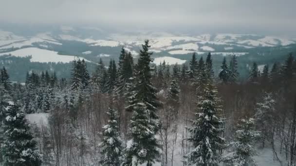 Aerial view of winter mountains covered with pine trees. Mountains on snowy day, beauty of wildlife. — Stock Video