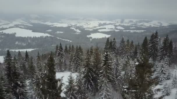 Luchtfoto van skiërs verplaatsen door een bos van pijnbomen. Birds Eye View boven wit poeder sneeuw - wintersport. — Stockvideo