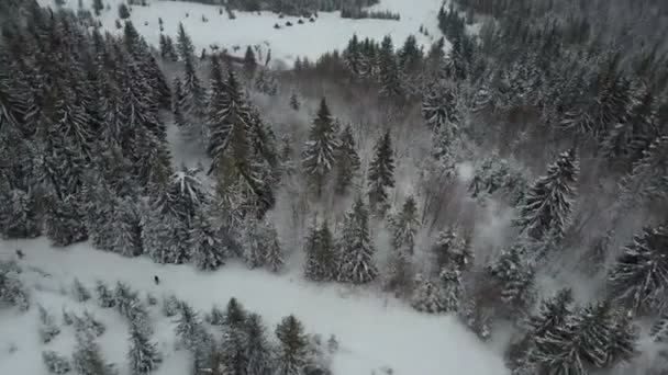 Flygfoto av skidåkare som rör sig genom en skog bland pinjeträd. Fågelperspektiv över vit pudersnö - vintersport. — Stockvideo