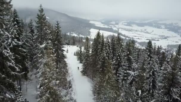 Flygfoto över en skidåkare som rör sig genom en skog bland pinjeträd. Fågelperspektiv över vit pudersnö - vintersport. Drone flyger nära tallar. — Stockvideo