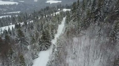 Bir orman çam ağaçları arasında hareket bir kayakçı hava görünümünü. Kuş bakışı görünüme beyaz toz kar - kış sporları yukarıda. Pines yakın uçak uçar.