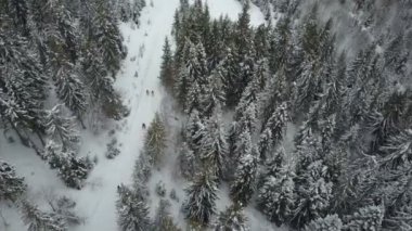 Havadan görünümü bir orman çam ağaçları arasında hareket kayakçı. Kuş bakışı görünüme beyaz toz kar - kış sporları yukarıda.