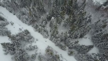 Bir orman çam ağaçları arasında hareket bir kayakçı hava görünümünü. Kuş bakışı görünüme beyaz toz kar - kış sporları yukarıda.