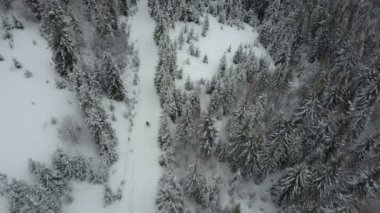 Bir orman çam ağaçları arasında hareket bir kayakçı hava görünümünü. Kuş bakışı görünüme beyaz toz kar - kış sporları yukarıda.