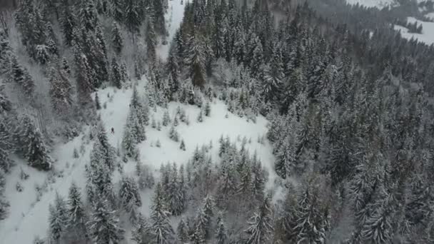 Luchtfoto van skiërs verplaatsen door een bos van pijnbomen. Birds Eye View boven wit poeder sneeuw - wintersport. — Stockvideo