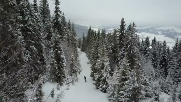 Légi felvétel a snowboardos csökkenő fák között. Madártávlat felett fehér porhó - téli extrém sport, Freeride. — Stock videók