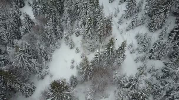 Plan aérien du snowboarder descendant parmi les arbres. Vue Oiseaux Au-dessus De La Neige Blanche En Poudre Sports Extrêmes D'hiver, Freeride . — Video