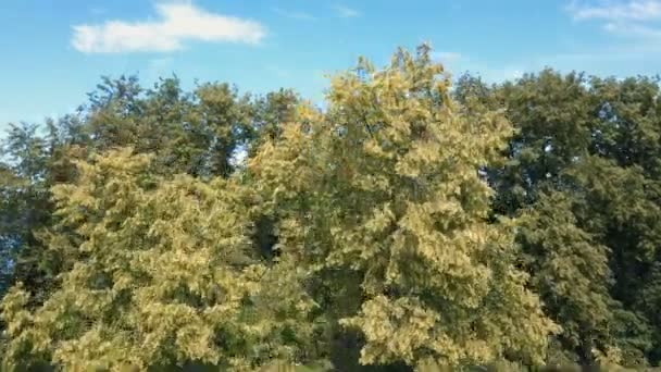 Съемки с беспилотника Тракайского замка в Литве. Лети над деревьями. Красивый замок на озерах. Вид с воздуха на Тракайский замок в летний сезон . — стоковое видео