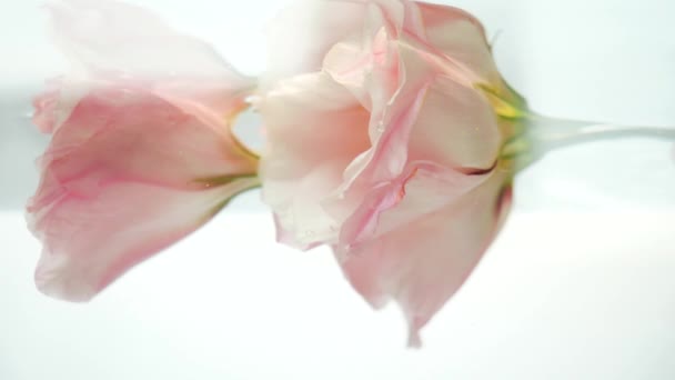 Duas belas rosas rosa estão em água cristalina clara. A água derrama em uma corrente e as bolhas de ar caem sobre as pétalas do eustoma. Procedimentos de spa relaxantes. Frescura, sensibilidade e suavidade . — Vídeo de Stock