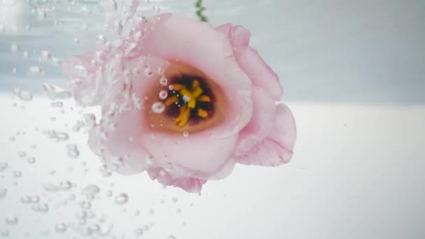 Свіжа троянда з красивим рожевим ядром в холодній, кришталево чистій воді. Потік води наливає на квітку зверху, а цибулини з'являються. Вид спереду . — стокове відео