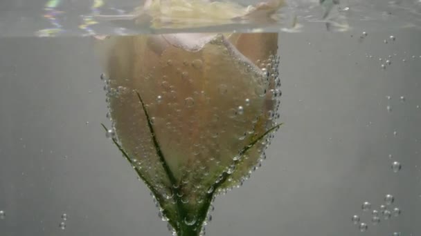 Rosa suave de color crema fresca se encuentra en el agua cristalina, cubierta con burbujas de aire. El agua se rellena con un chorro. Ambiente de silencio, calma y relajación . — Vídeo de stock