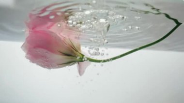 Harika taze pembe gül yüzer ve serin kristal berrak su ve hava kabarcıkları yansıtır. Çiçek Eustoma 'nın yakın görüntüsü. Saf sıvıda taze bitki. Güzellik salonunda kişisel bakım..