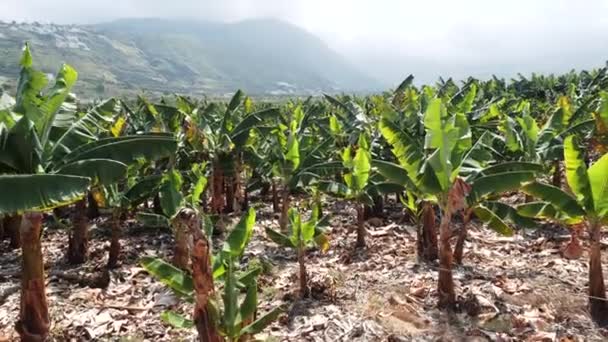 Bananenplantage, bananenbomen ten zuiden van Tenerife, Canarische eilanden, Spanje. Bergen op de achtergrond. Bloeiende Bananenbloemen. Groen groeiende bananen . — Stockvideo