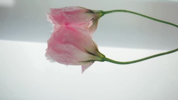 Uma flor rosa sutil imersa em flutuadores de água refletida na superfície da água, que flutua. Vista de perto da bela flor planta fresca em líquido purificado. Procedimento Spa . — Vídeo de Stock