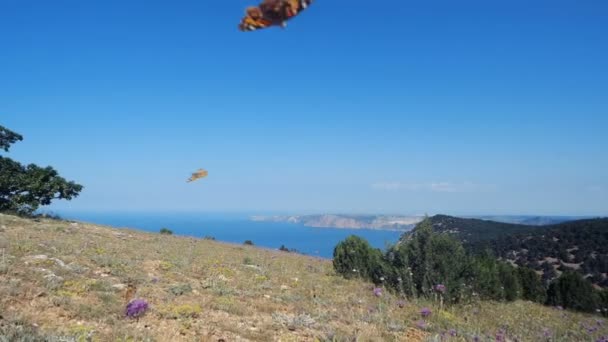 Muitas borboletas em SLOW MOTION sobre um campo contra o belo mar e paisagem montanhosa. Câmera se move entre borboletas voadoras. Vista para a baía de Balaklava, na Crimeia . — Vídeo de Stock