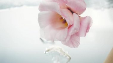 Kristal berrak suya daldırılmış harika pembe bir gül. Çiçeğin yanında büyük hava kabarcıkları yüzer. Güzel çiçeğin yakın görüntüsü. Saf sıvı spa prosedüründe taze bitki..