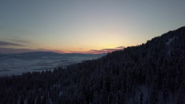 Luchtfoto van de Karpaten in de winter bij zonsopgang. Vlucht over bergen bedekt met sparren en dennenbos onder sneeuw. Nieuwe winterdag komt eraan. Natuurlandschap vanaf een hoogte. — Stockvideo