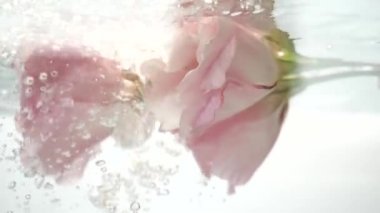 Suda çiçek. Bir çift harika pembe gül berrak sularda. Su bir derede akar, hava kabarcıkları yaprakların üzerine düşer. Güzel Eustoma 'nın yakın görüntüsü. Saf sıvı spa prosedüründe taze bitki..