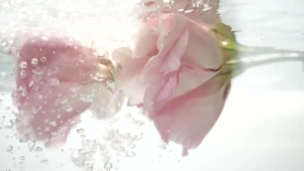 Flor en agua. Un par de maravillosas rosas rosadas están en agua clara. El agua fluye en un arroyo, burbujas de aire caen sobre los pétalos. Vista de cerca de buen eustoma. Planta fresca en procedimiento de spa líquido purificado . — Vídeos de Stock