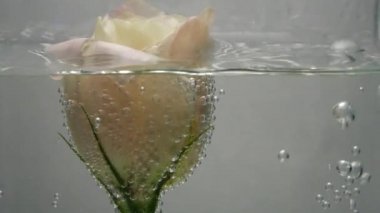 Güzel, krem rengi bir gül kristal berrak suda, hava kabarcıklarıyla kaplıdır. Su taşar. Güzel çiçeğin yakın görüntüsü. Saf sıvıda taze bitki. Spa işlemi.