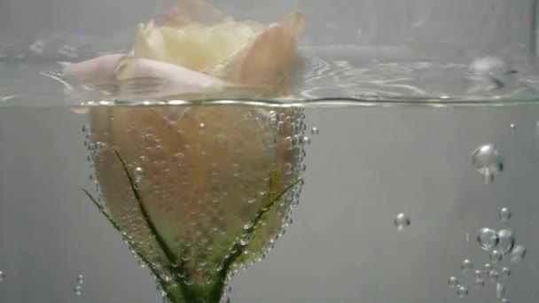Een mooie frisse crème-kleurige roos is gelegen in kristalhelder water, bedekt met luchtbellen. Het water stroomt over. Close-up uitzicht op mooie bloem. Verse plant in gezuiverde vloeistof. Spa-procedure. — Stockvideo