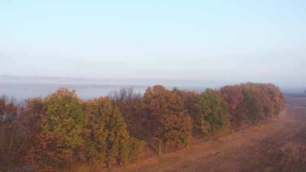Осенние деревья с зелеными и желтыми листьями в тумане среди пустого поля и дороги, вид сверху. Облачная аллея осенних деревьев вдоль дороги в течение дня. Красивая осенняя панорама. Медленное движение . — стоковое видео