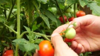 Çiftçi taze olgun domates hasat olgunlaştırmak için bitki üzerinde yeşil olanları bırakarak. Mans el taze domates alır.