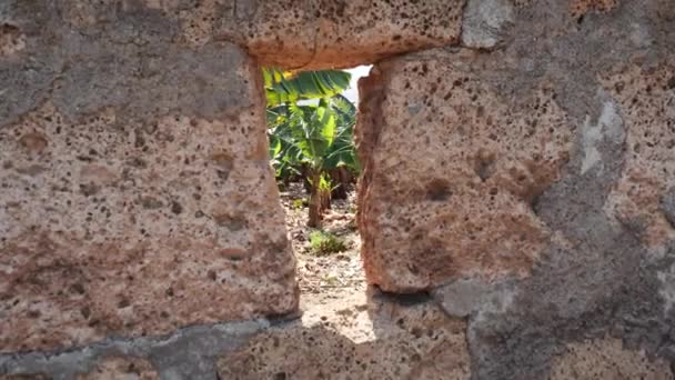 View of Banana plantation through a hole in a fence. Bananas on Canary Islands. Green bananas growing on trees. — ストック動画