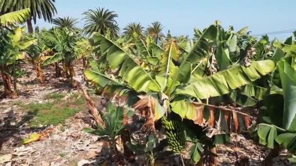 Plantación de plátanos, plátanos en el sur de Tenerife, Islas Canarias, España. Montañas en el fondo. Flores de plátano florecientes. Plátanos verdes en crecimiento  . — Vídeo de stock