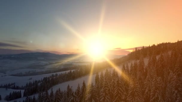 日出时分飞越雪地覆盖着云杉和松林的高山. 新的冬日快到了。 从高处看自然景观. 喀尔巴阡山脉冬季空中景观. — 图库视频影像