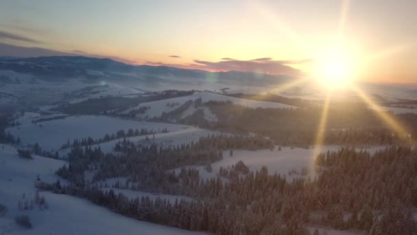 Vlucht over bergen bedekt met sparren en dennenbos onder sneeuw bij zonsopgang. Nieuwe winterdag komt eraan. Natuurlijk landschap vanaf een hoogte. Luchtfoto van de Karpaten in de winter. — Stockvideo