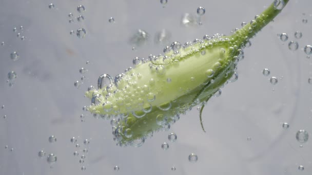 Een mooie, groene onbeschreven bloem is te vinden in helder, koud water tussen de bollen die oprijzen. Langzame beweging. — Stockvideo