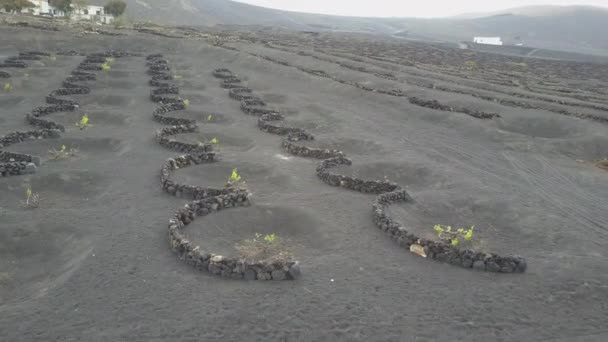 Zdjęcia dronów winogron rosnących na czarnej wulkanicznej ziemi w małych kraterach na Lanzarote. Widok z lotu ptaka na wyspę Lanzarote, Wyspy Kanaryjskie, Hiszpania, Europa. — Wideo stockowe