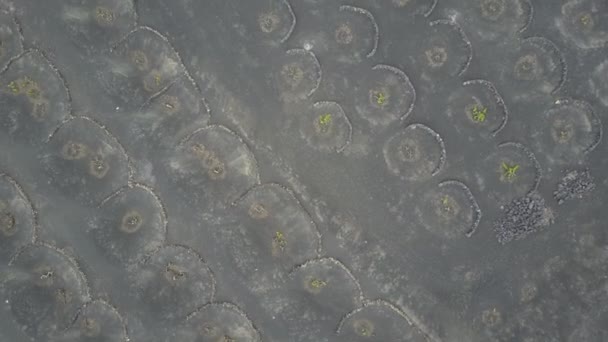 Vista aérea de uvas que crescem em solo vulcânico preto em pequenas crateras em Lanzarote. Top vista panorâmica da viticultura em La Geria, na ilha de Lanzarote, Ilhas Canárias, Espanha, Europa . — Vídeo de Stock