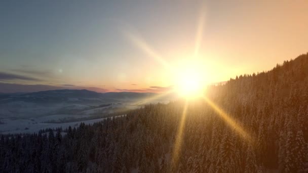 Vista aérea do nascer do sol sobre as montanhas dos Cárpatos no inverno. O novo dia de inverno está chegando. Voo sobre montanhas cobertas de abeto e pinhal sob neve ao nascer do sol. Paisagem natural de uma altura . — Vídeo de Stock