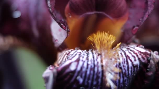 Primo piano di gocce d'acqua sul profondo viola fiore di iris bordeaux dopo la pioggia. Riflessioni nelle gocce d'acqua. Petali umidi di fiore di iris barbuto viola, con gocce di pioggia fresche . — Video Stock