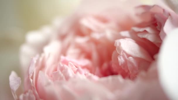 漂亮的粉色牡丹背景。 开着盛开的牡丹花，宏观，特写。 婚礼背景，情人节的概念。 粉红色美丽的植物。 花瓣的美妙牡丹，一个非常接近的镜头. — 图库视频影像