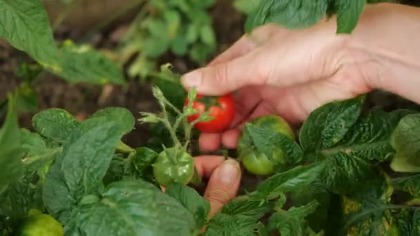 Womans hand plukt verse tomaat uit de plant en demonstreert het aan de camera. Boer oogst verse rijpe tomaten en laat groene op de plant rijpen. — Stockvideo