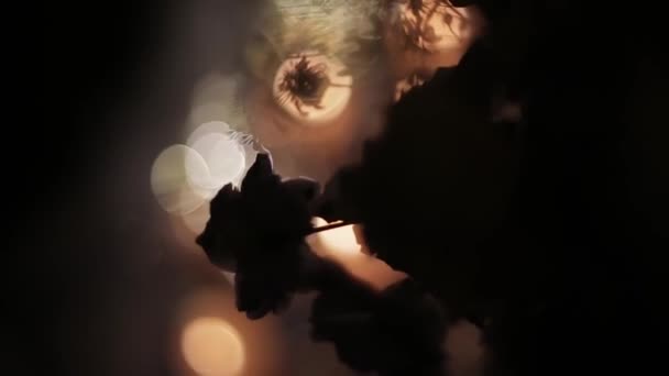 暗い夜の街のサーチライトのヘレングレアの下に輝く神秘的な明るい光を背景に、植物の緑の葉。葉に反射する緑のグレアと星を点滅させる. — ストック動画