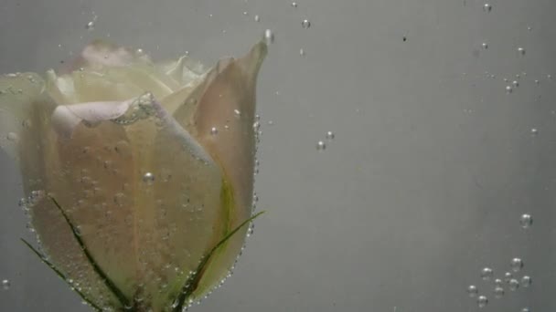 Maravillosa rosa cremosa está en agua fría, fresca y clara, cubierta de burbujas de aire. El agua se añade ligeramente. Vista de cerca de una bonita flor. Planta fresca en líquido purificado. Procedimiento de spa . — Vídeo de stock