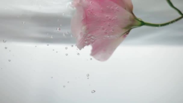 Maravilhosos flutuadores rosa macio fresco rosa e reflete em água cristalina fresca e bolhas de ar subir. Vista de perto do eustoma de flores. Planta fresca em líquido purificado. Cuidado pessoal em um salão de beleza . — Vídeo de Stock