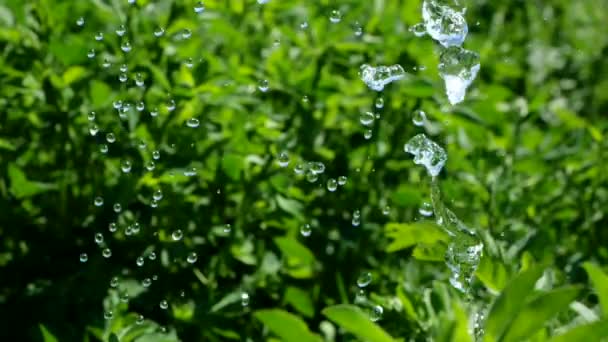 Droppar vatten rinner ner på buskarna i slow motion. Ägaren vattnar växter och gräs, närbild. Lätt regn droppar på träden och lämnar i trädgården på sommaren. Färska regndroppar. — Stockvideo