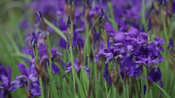Vackra lila iris blommor växer på högt gräs i en närbild. Irländarna svajar av vinden. Vackra romantiska blommor växer i trädgården, blåsigt väder. Attraktiv flora till salu i blåsigt väder. — Stockvideo