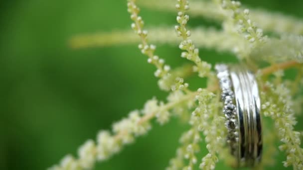 Közelkép a jegygyűrűkről, amik egy gyönyörű virágon lógnak. Egy pár gyönyörű jegygyűrű egy növényen. Esküvői ajándékok és édes romantika. — Stock videók