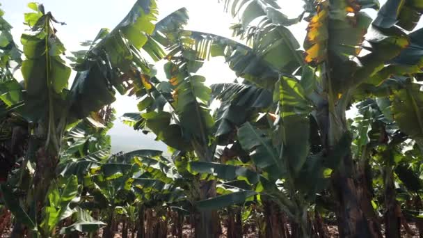 Banánültetvény, banánfák Tenerifétől délre, Kanári-szigetek, Spanyolország. Virágzó banánvirágok. Zöld banán termesztése . — Stock videók