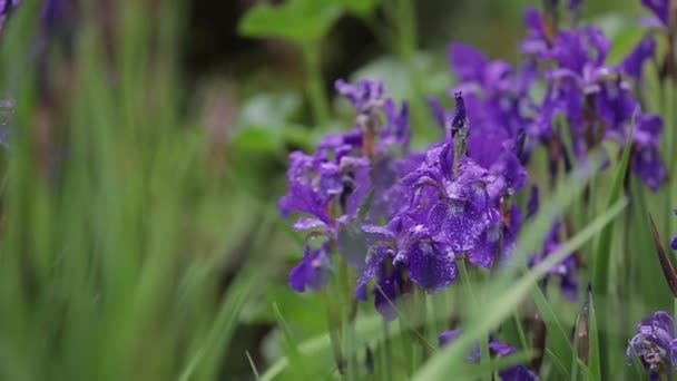 Primer plano de adorables flores de iris púrpura. Flores románticas y hermosas del iris crecen en el jardín en la hierba alta. Atractiva flora a la venta en clima ventoso. Un poco de viento mueve las flores púrpuras . — Vídeos de Stock