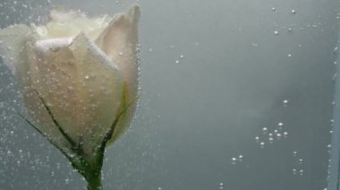 Saf kristal suda taze kremalı bir gül bulunur. Çiçeğin etrafına hava kabarcıkları yapışır ve patlar. Güzel çiçeğin yakın görüntüsü. Saf sıvıda taze bitki. Spa işlemi.